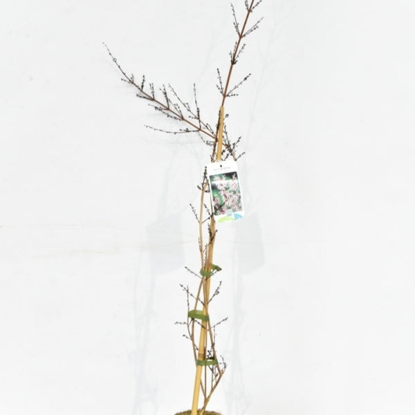 Abeliophyllum distichum 'Roseum'