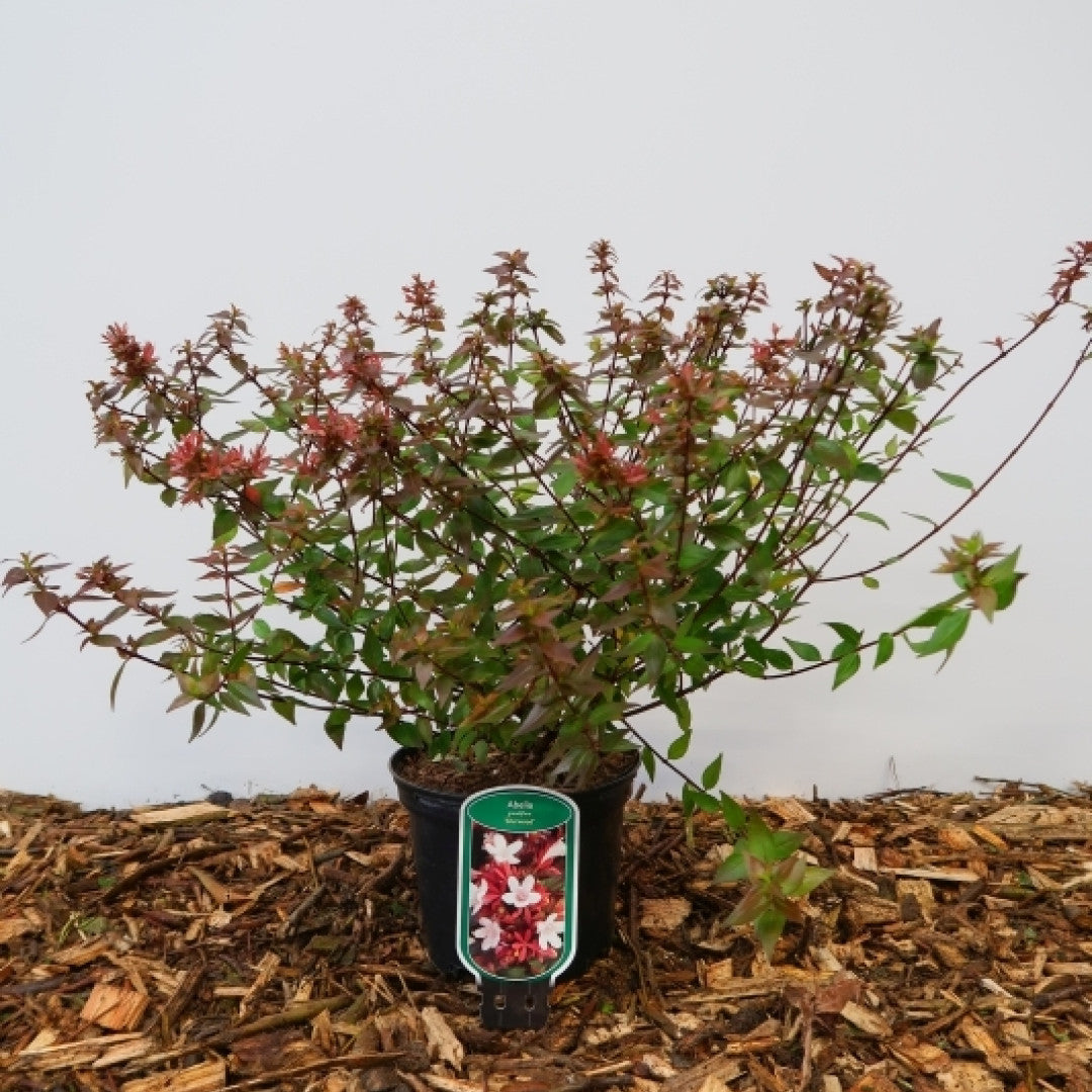 Abelia grandiflora 'Sherwood'