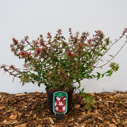 Abelia grandiflora 'Sherwood'