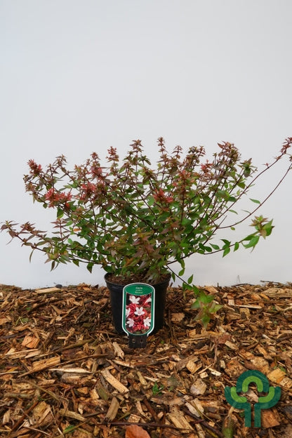 Abelia grandiflora 'Sherwood'
