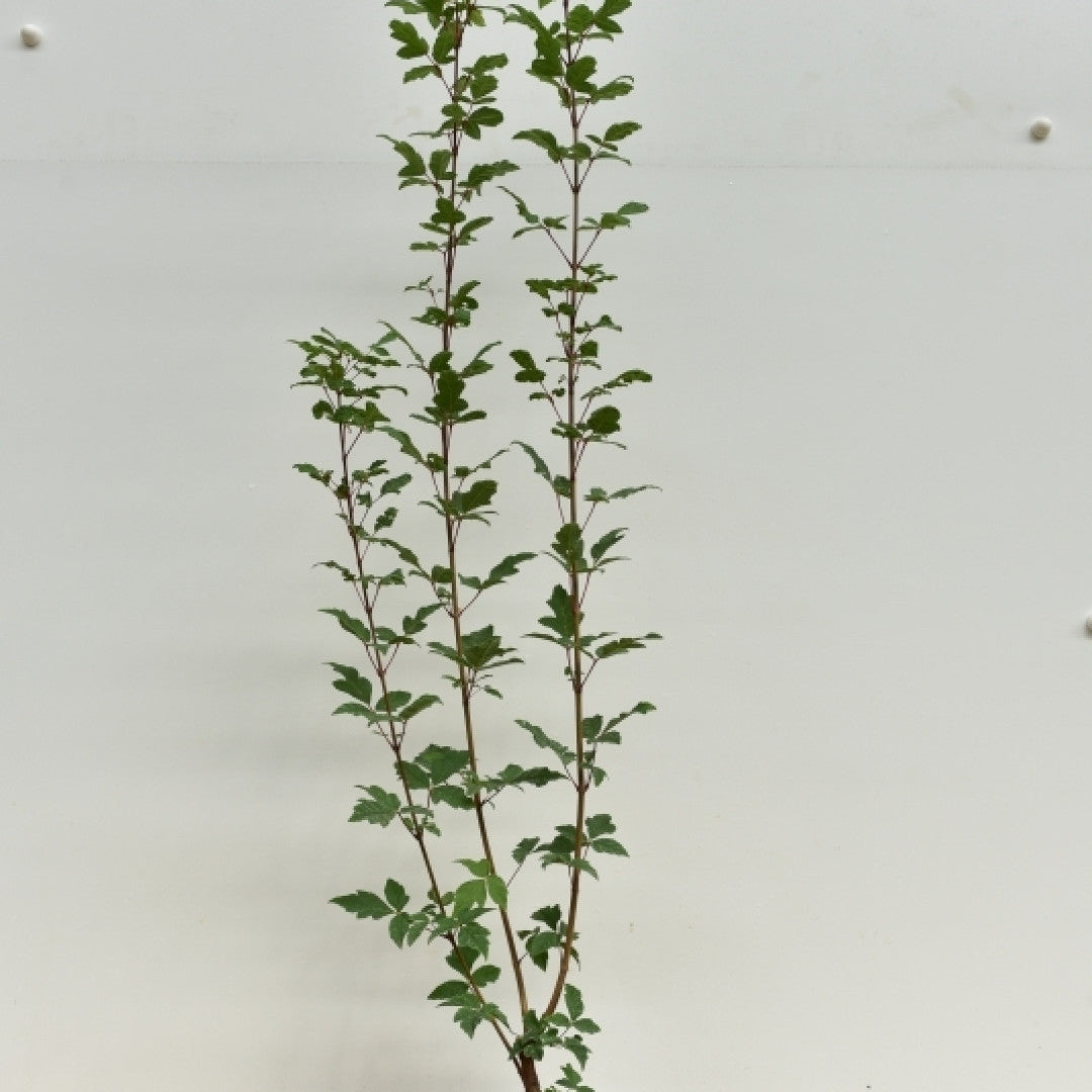 Acer griseum