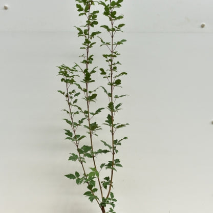 Acer griseum