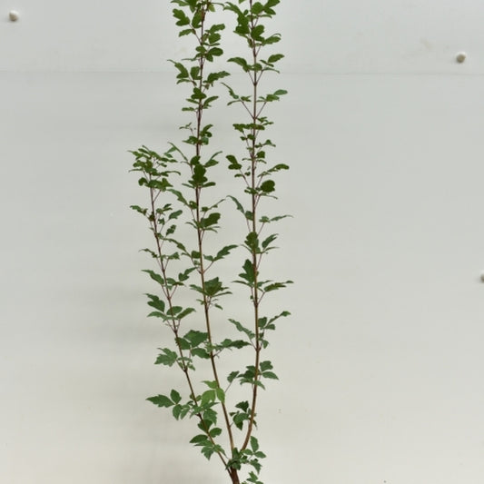 Acer griseum