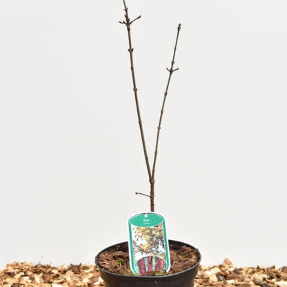 Acer griseum
