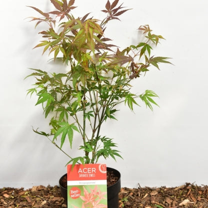 Acer palmatum 'Atropurpureum'