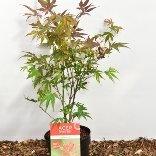 Acer palmatum 'Atropurpureum'