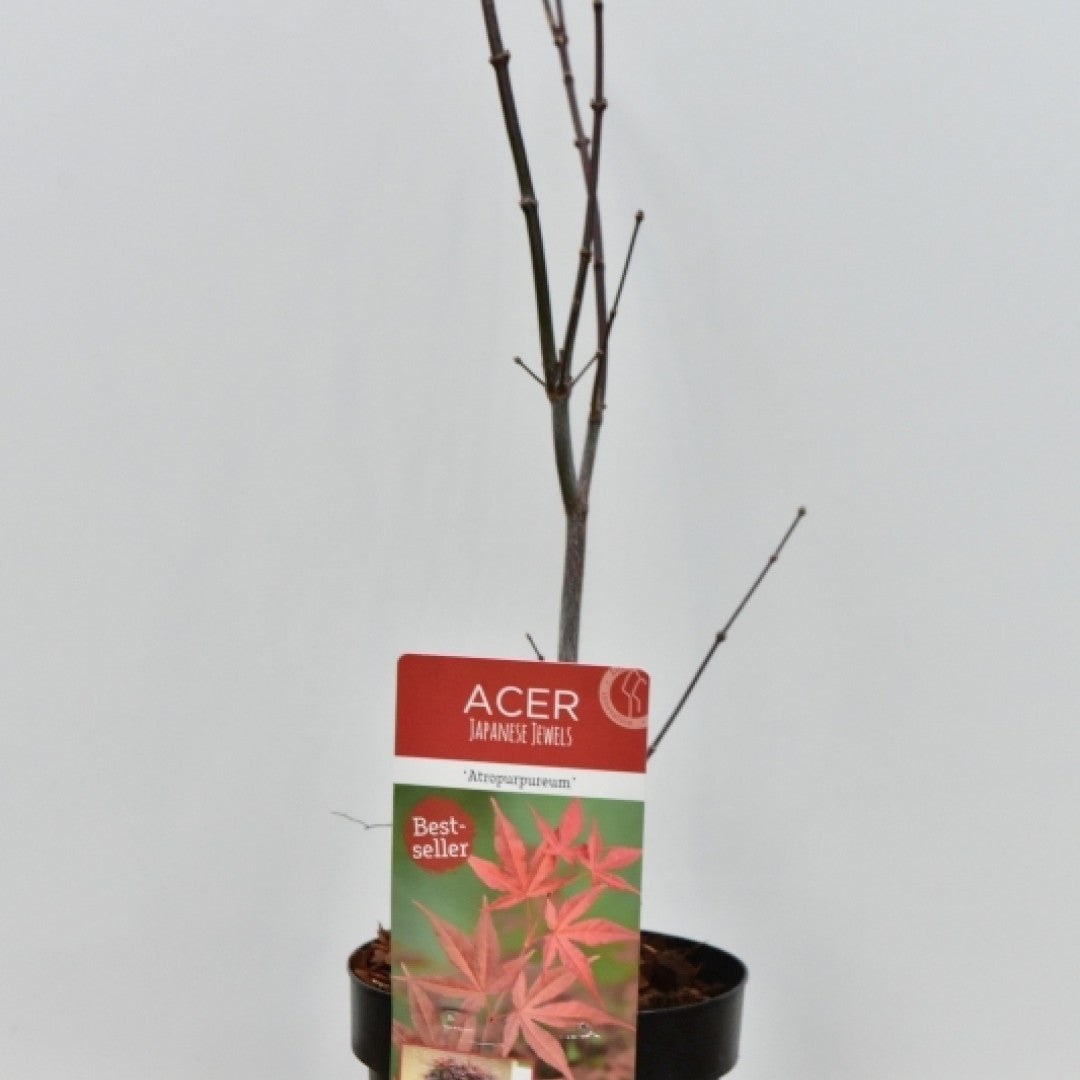 Acer palmatum 'Atropurpureum'