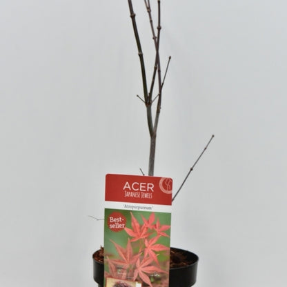 Acer palmatum 'Atropurpureum'