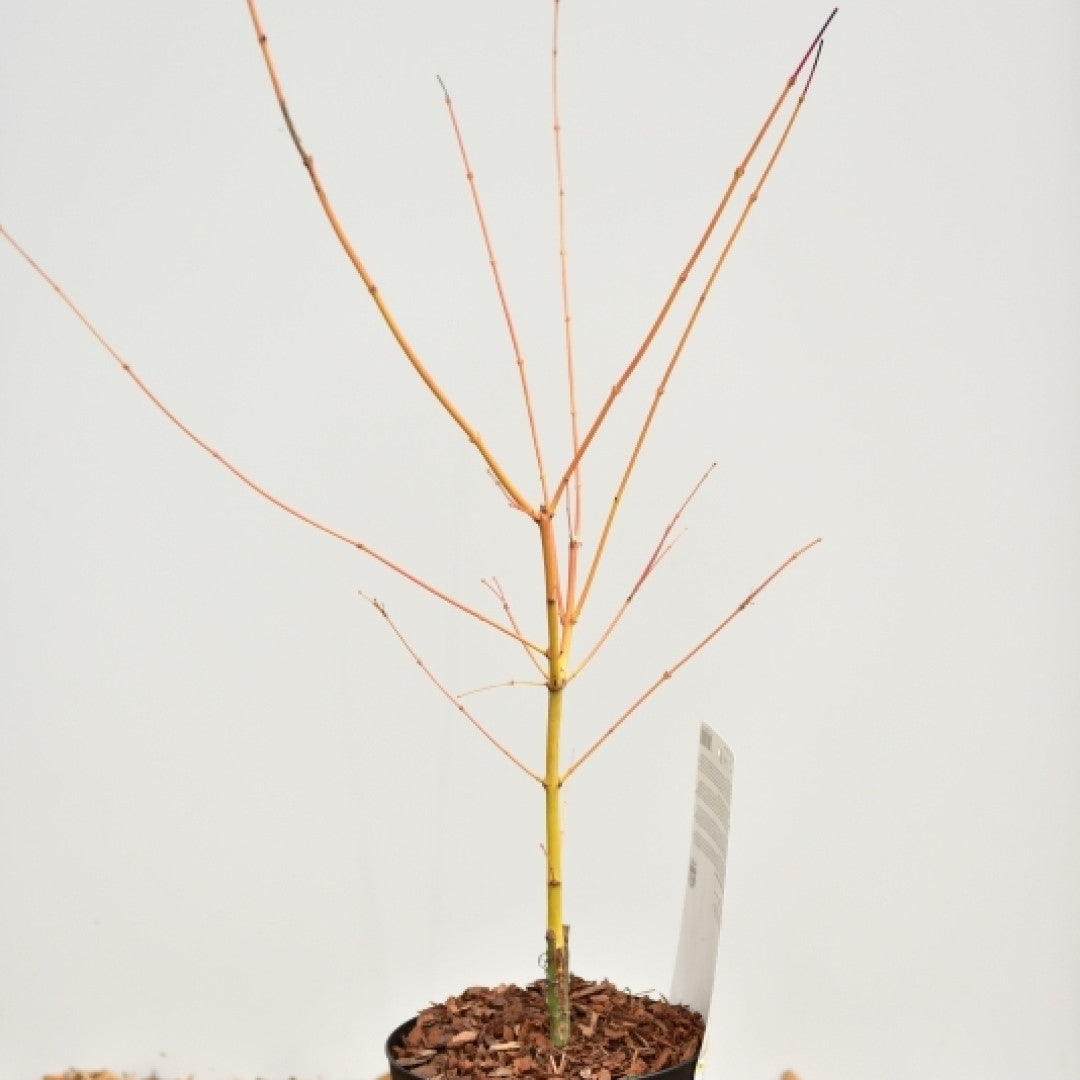 Acer palmatum 'Bi-hoo'