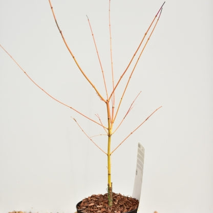 Acer palmatum 'Bi-hoo'