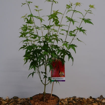 Acer palmatum 'Bi-hoo'