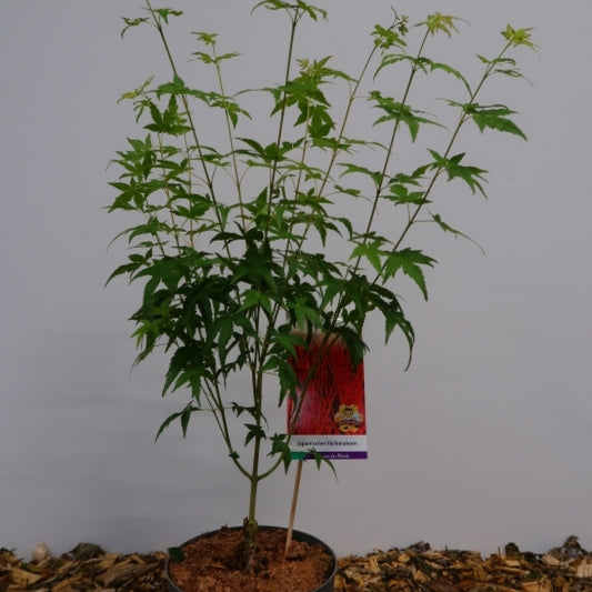 Acer palmatum 'Bi-hoo'