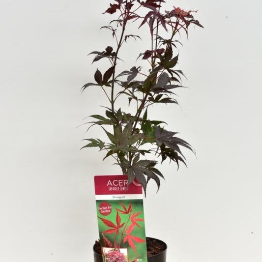 Acer palmatum 'Bloodgood'