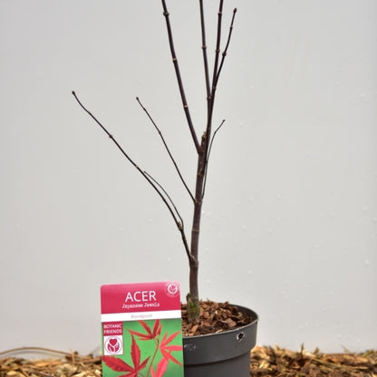 Acer palmatum 'Bloodgood'