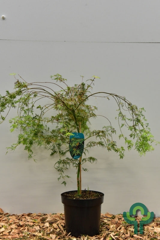 Acer palmatum 'Emerald Lace'