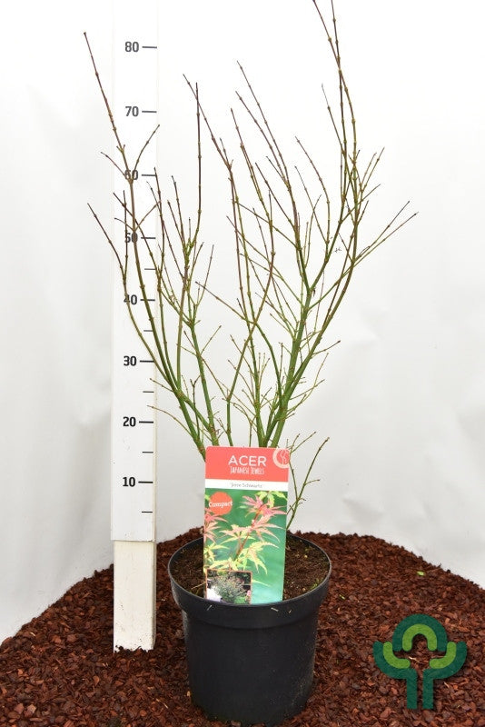 Acer palmatum 'Jerre Schwartz'