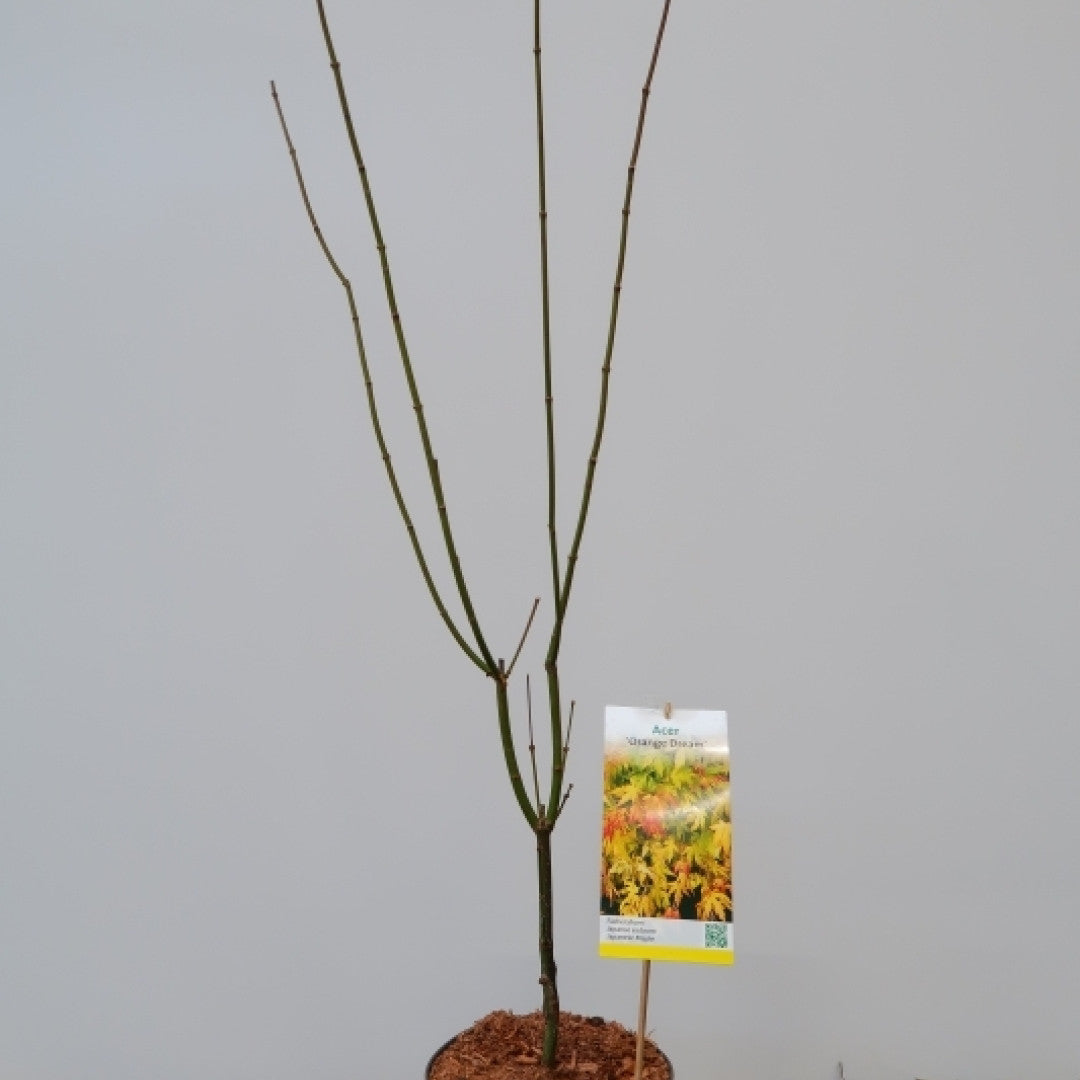 Acer palmatum 'Orange Dream'