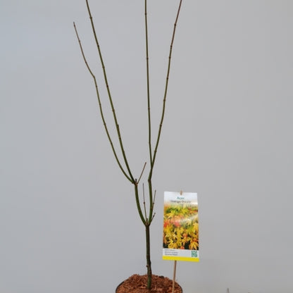 Acer palmatum 'Orange Dream'