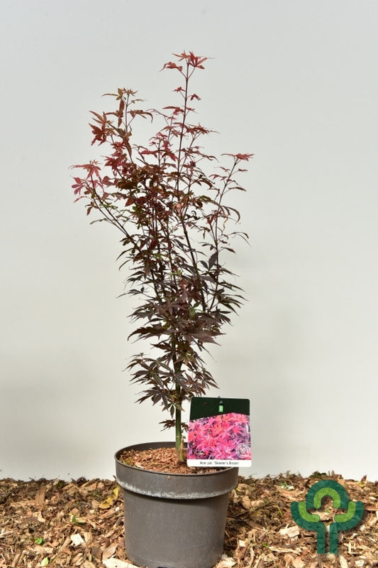 Acer palmatum 'Skeeter's Broom'