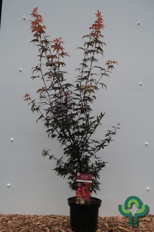 Acer palmatum 'Skeeter's Broom'