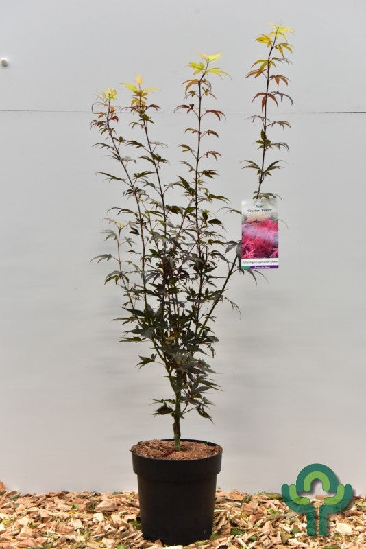 Acer palmatum 'Skeeter's Broom'