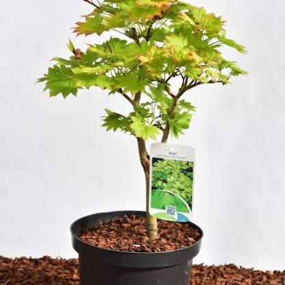 Acer shirasawanum 'Aureum'