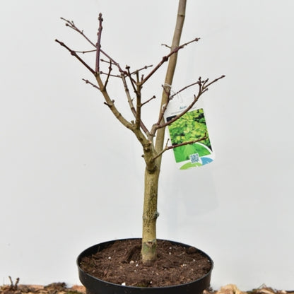 Acer shirasawanum 'Aureum'