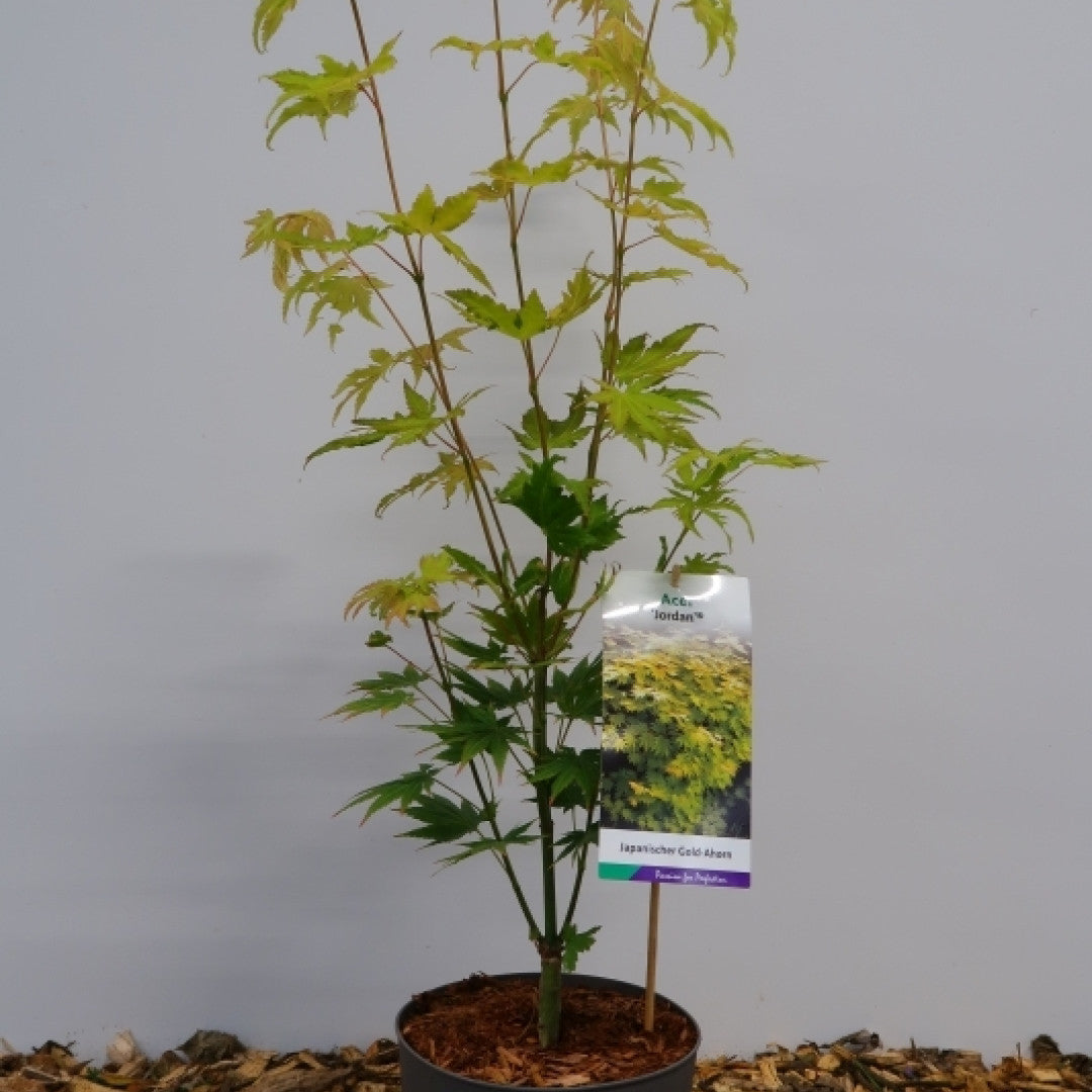 Acer shirasawanum 'Jordan'
