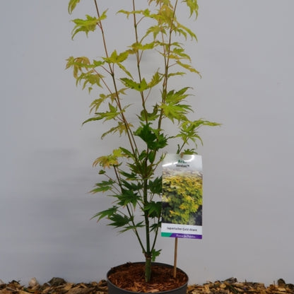 Acer shirasawanum 'Jordan'
