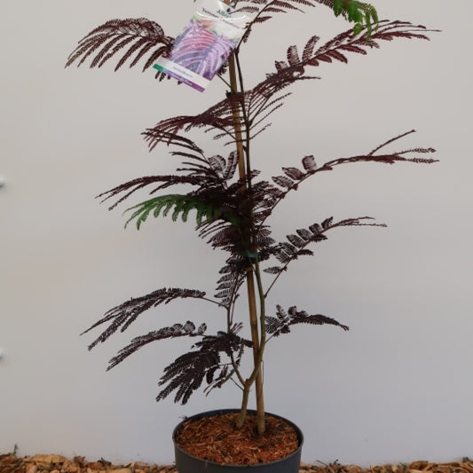 Albizia julibrissin 'Summer Chocolate' ®
