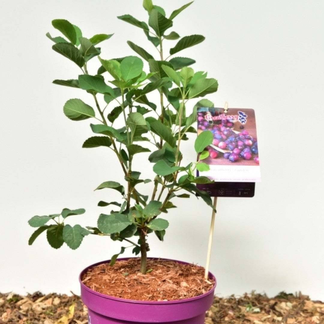 Amelanchier alnifolia 'Greatberry Garden' ®