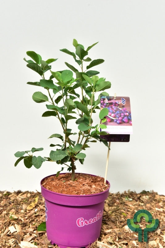Amelanchier alnifolia 'Greatberry Garden' ®