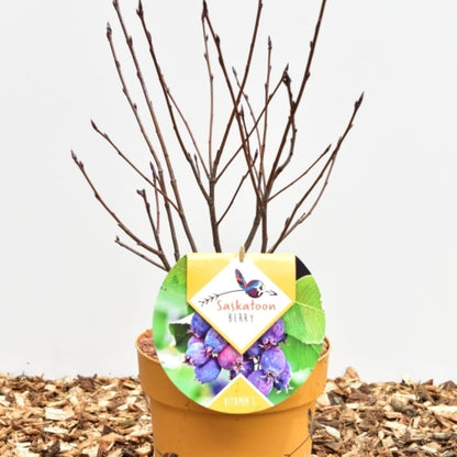 Amelanchier alnifolia 'Saskatoon Berry' ®