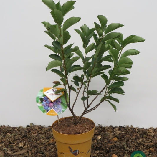 Amelanchier alnifolia 'Saskatoon Berry' ®