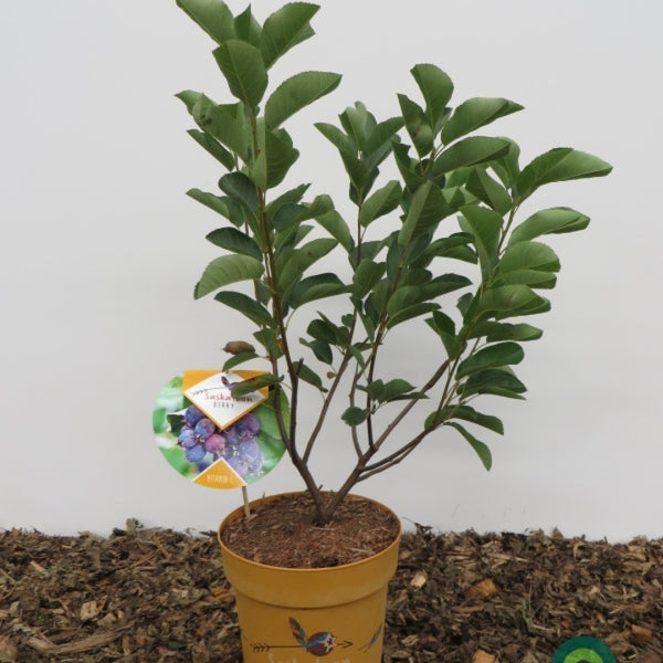 Amelanchier alnifolia 'Saskatoon Berry' ®