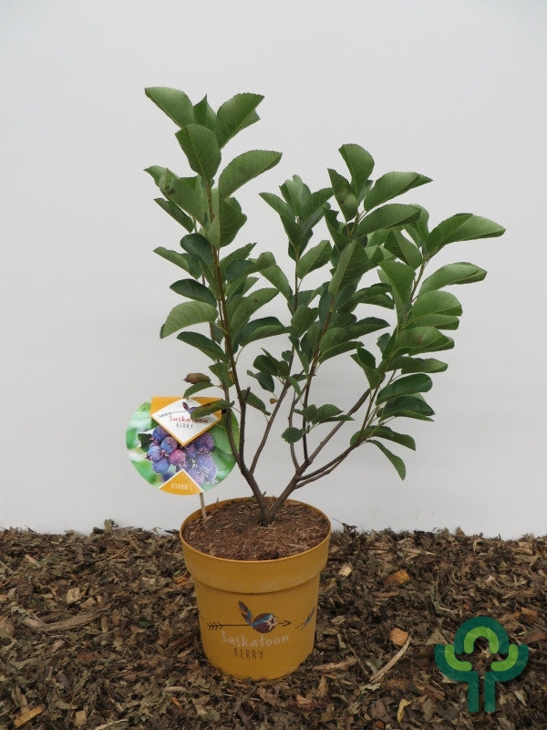 Amelanchier alnifolia 'Saskatoon Berry' ®
