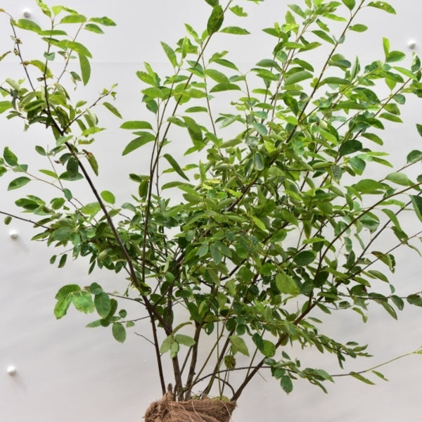 Amelanchier lamarckii