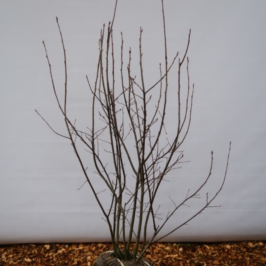 Amelanchier lamarckii