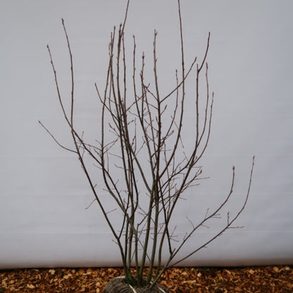Amelanchier lamarckii