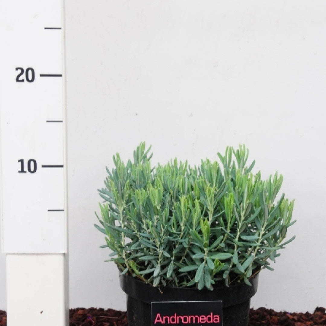 Andromeda polifolia 'Blue Ice'