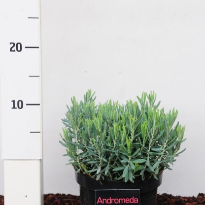 Andromeda polifolia 'Blue Ice'