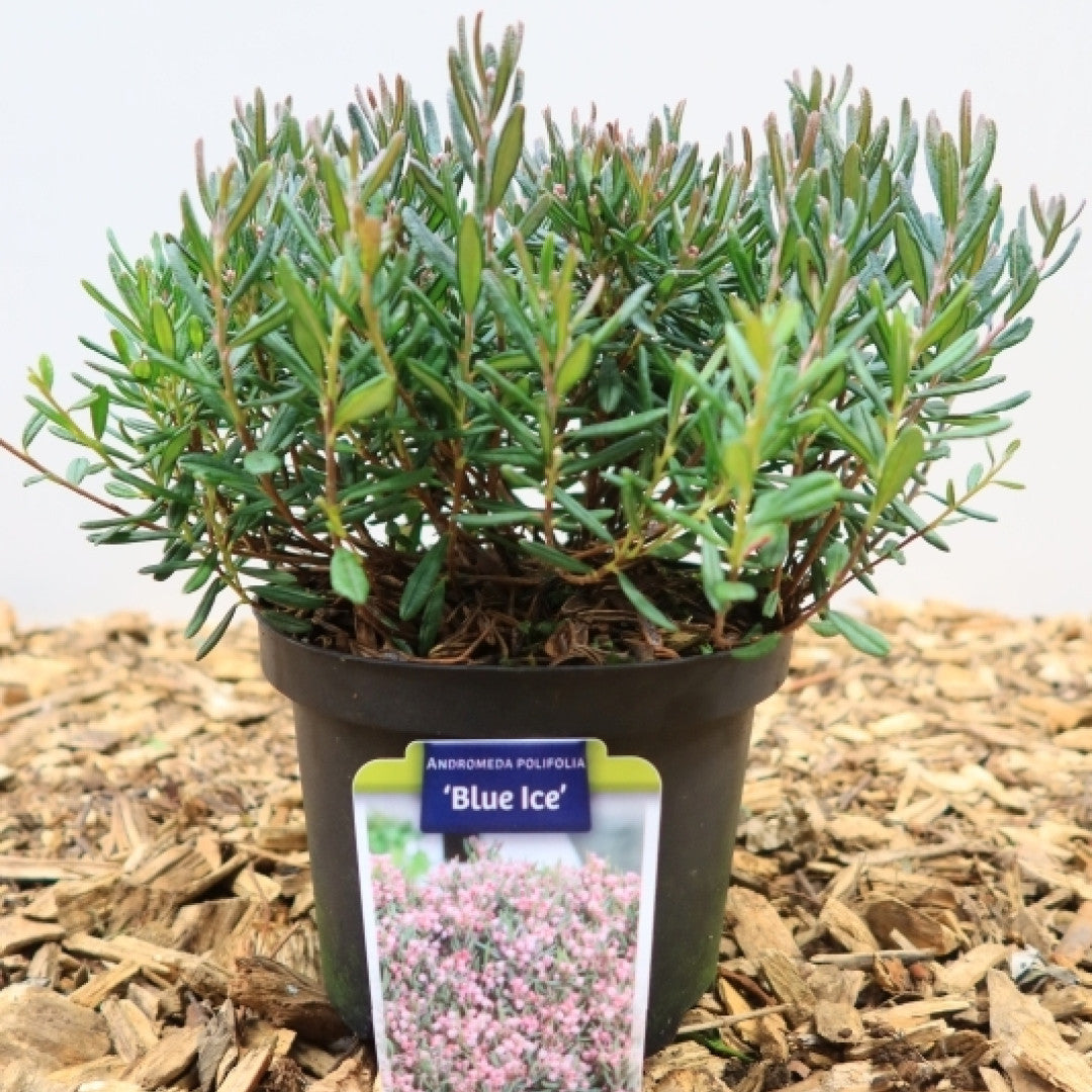 Andromeda polifolia 'Blue Ice'