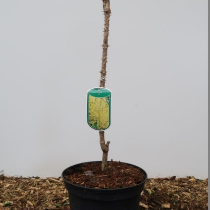 Aralia elata