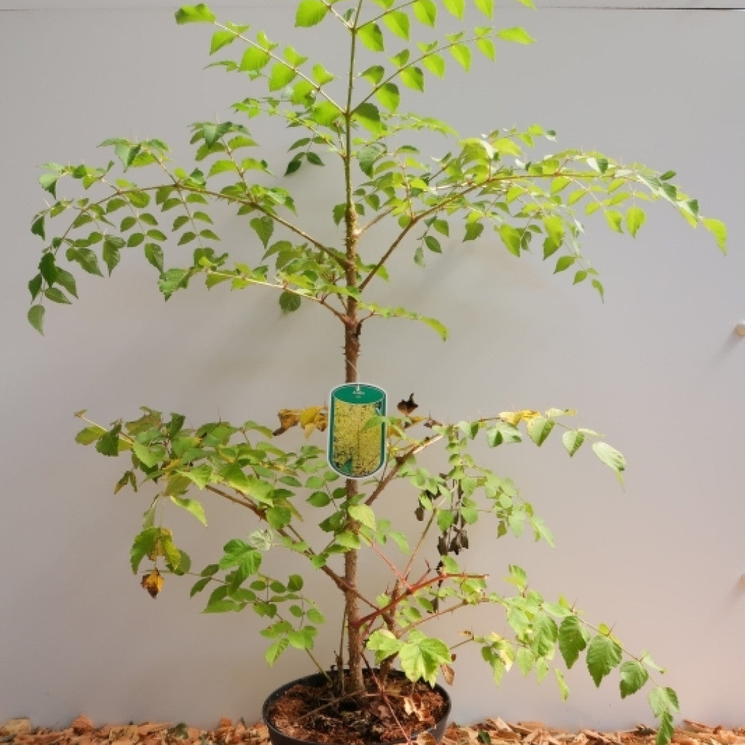 Aralia elata
