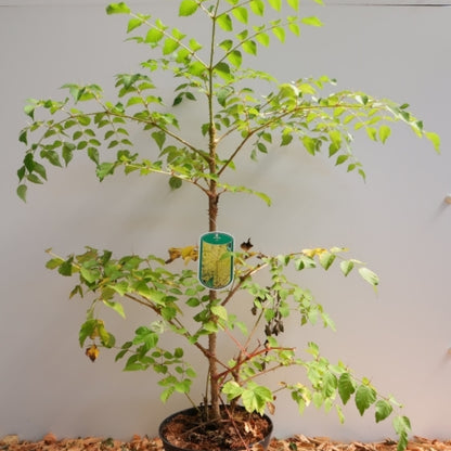 Aralia elata