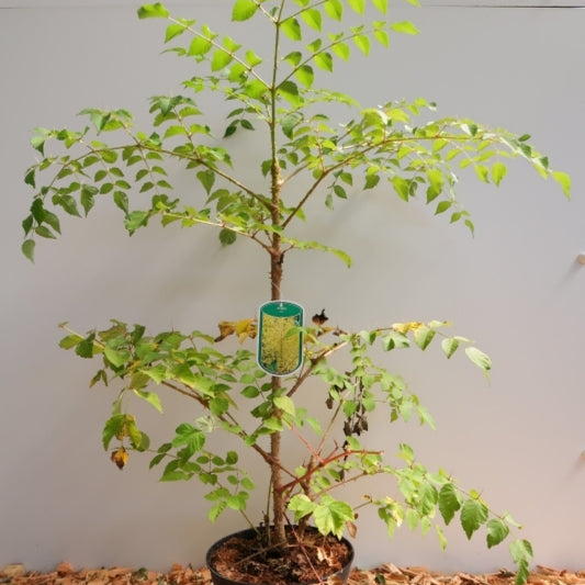 Aralia elata