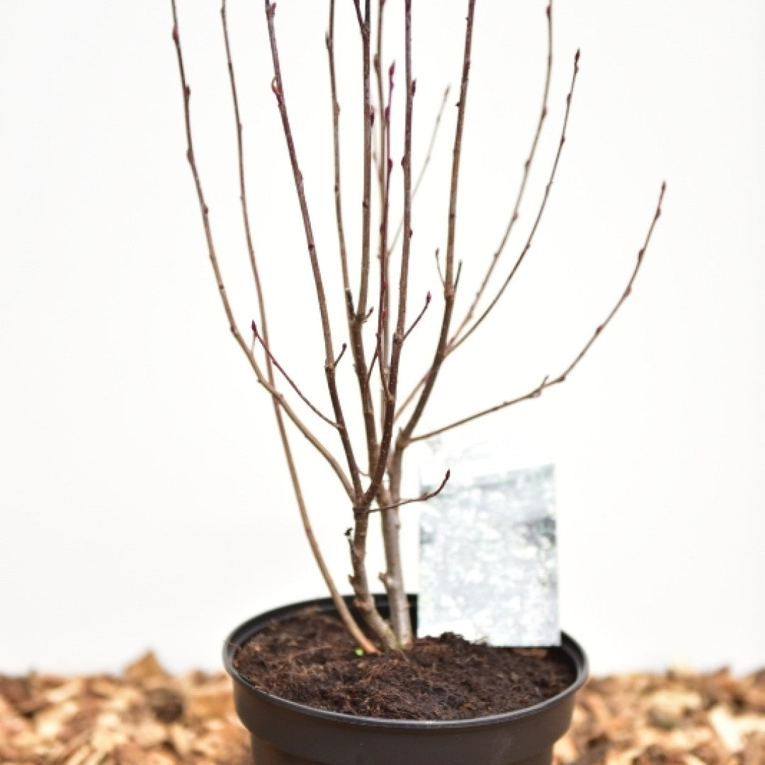 Aronia melanocarpa 'Hugin'