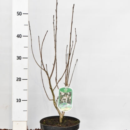 Aronia prunifolia 'Viking'