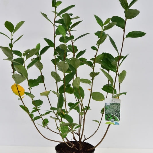 Aronia prunifolia 'Viking'