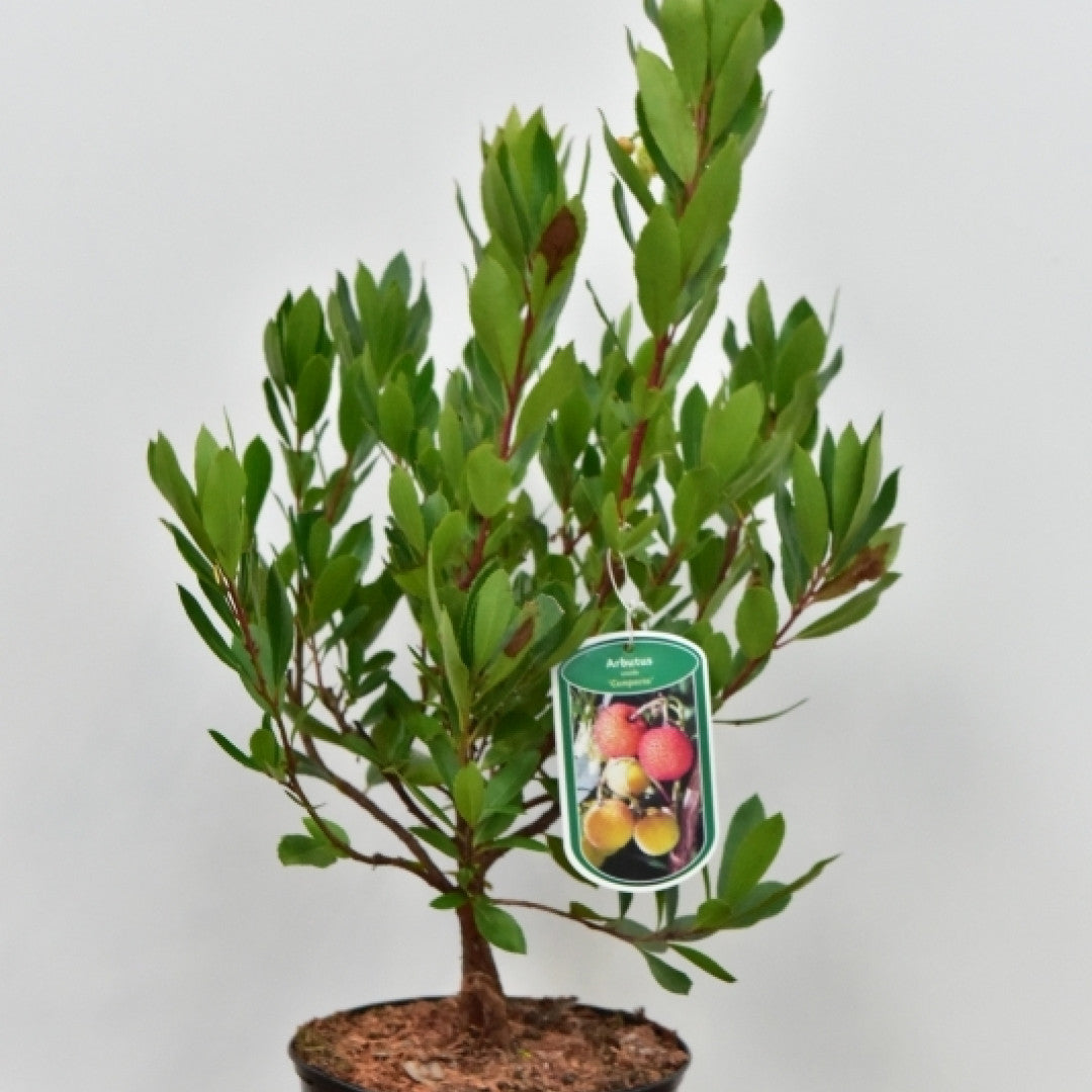 Arbutus unedo 'Compacta'